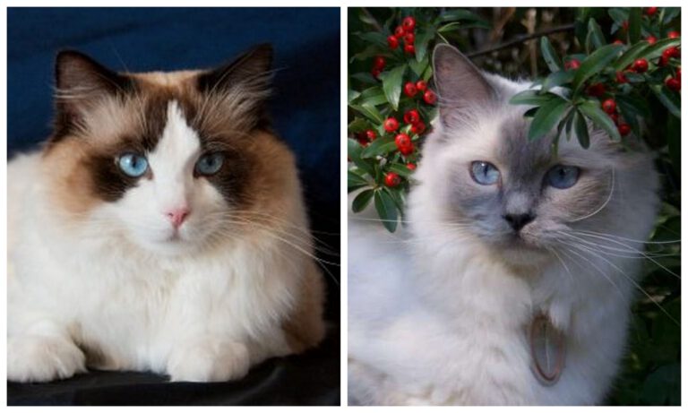 deux ragdolls