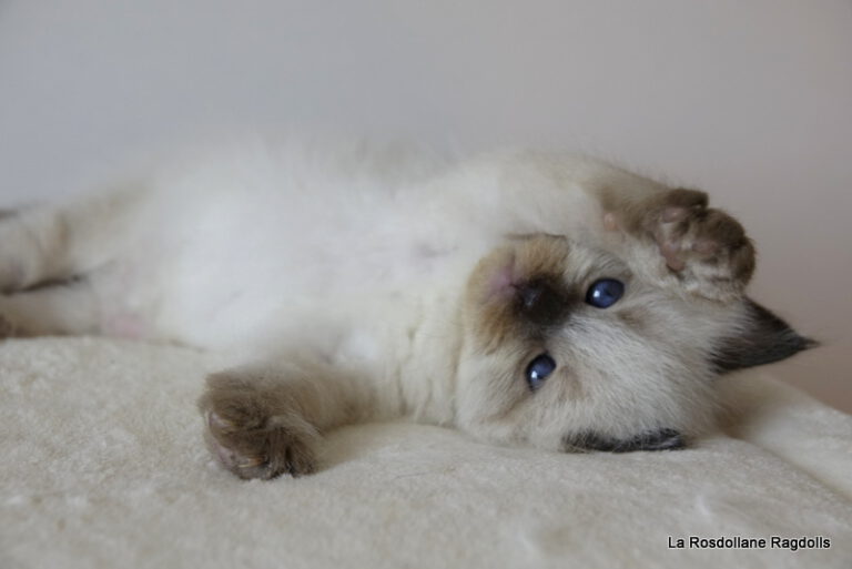 Chat ragdoll Kind of Magic