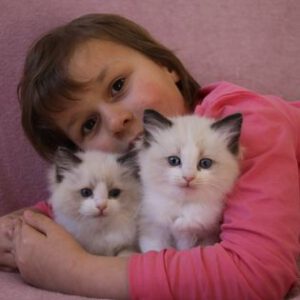 Chaton ragdoll
