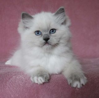 Chaton ragdoll