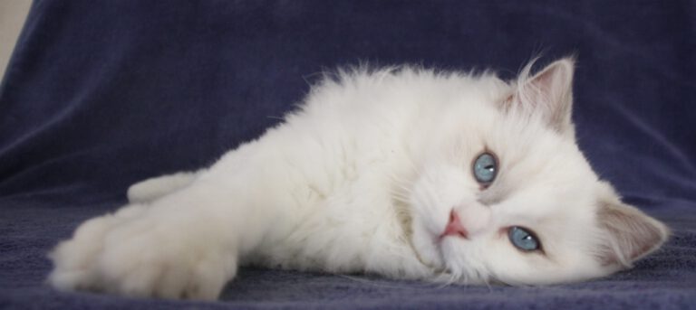 Chaton ragdoll