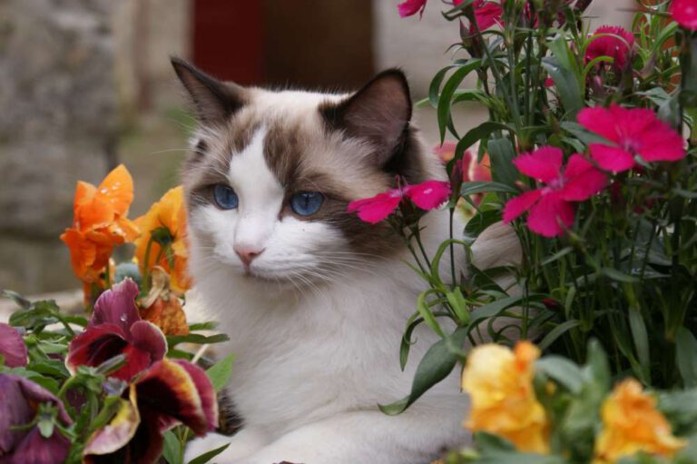 seal bicolore ragdoll adulte