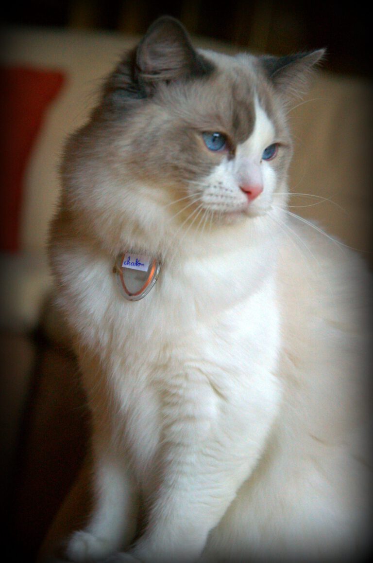 chat-ragdoll