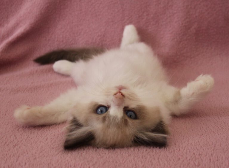 chaton ragdoll1