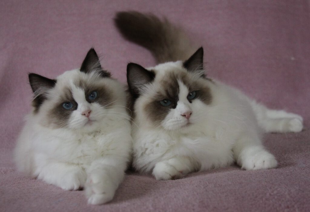 ragdoll cat