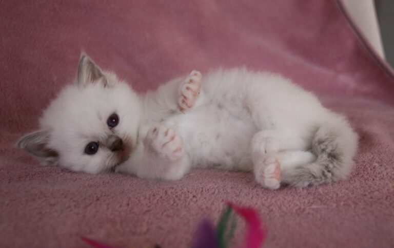 ragdoll kitten2