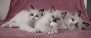 ragdoll kitten3