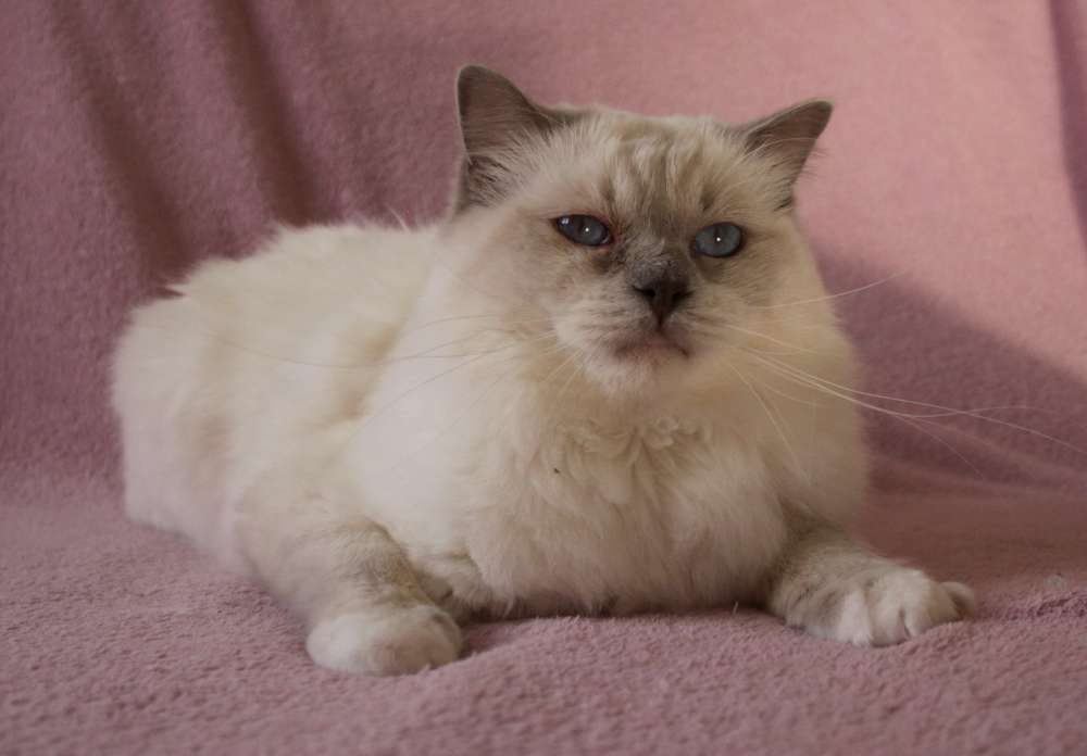 Chat ragdoll Kind of Magic