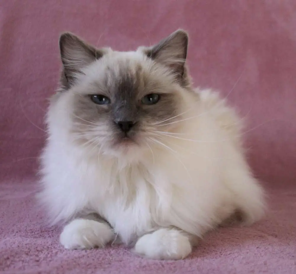 Chaton ragdoll Kind of Magic