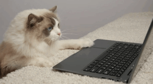 computer_cat